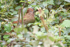 Grammatoptila striata