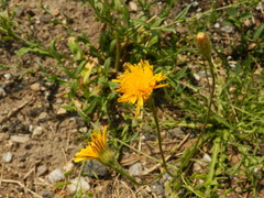 Scorzoneroides autumnalis