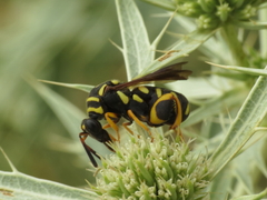 Leucospis gigas