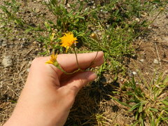 Scorzoneroides autumnalis