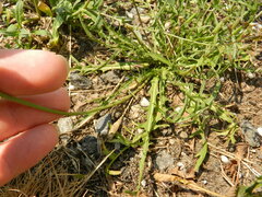 Scorzoneroides autumnalis