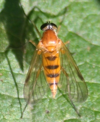 Rhagio lineola