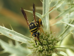 Leucospis gigas