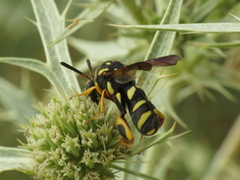 Leucospis gigas
