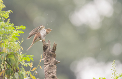 Cuculus poliocephalus