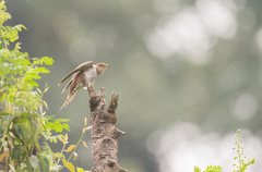 Cuculus poliocephalus