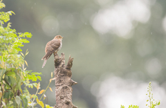 Cuculus poliocephalus