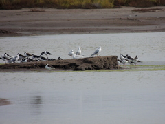 Chroicocephalus cirrocephalus