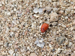 Leptinotarsa rubiginosa