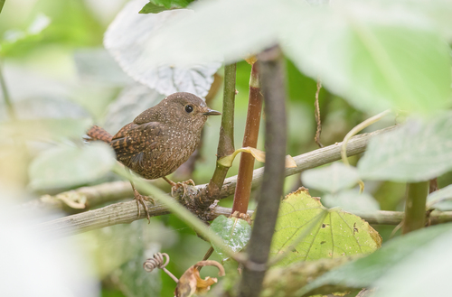 Spotted Elachura (Elachura formosa), photo 7