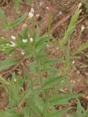 Epilobium pseudorubescens