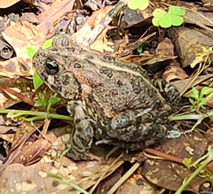 Anaxyrus