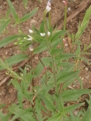 Epilobium pseudorubescens