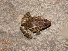 Lithobates neovolcanicus