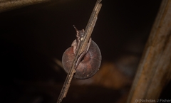 Ramogenia challengeri