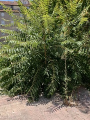 Ailanthus altissima