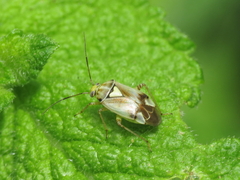 Lygus gemellatus