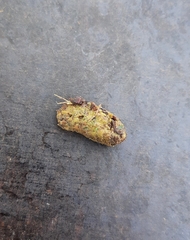 Spermophilus citellus