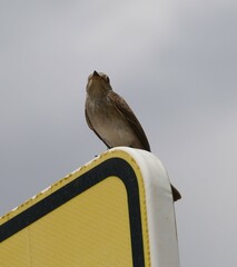 Muscicapa striata balearica