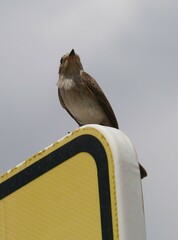 Muscicapa striata balearica