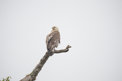 Haliaeetus leucoryphus
