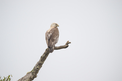 Haliaeetus leucoryphus