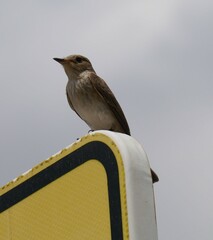 Muscicapa striata balearica
