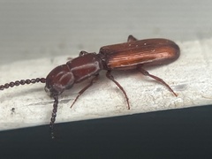 Taphroscelidia linearis