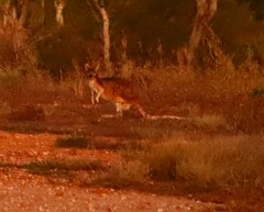 Osphranter robustus woodwardi