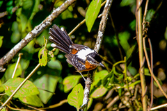 Ferruginous Antbird photo 3