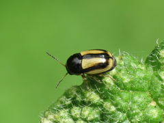 Cryptocephalus pygmaeus