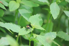 Laphria sericea