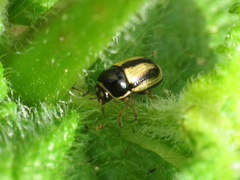 Cryptocephalus pygmaeus