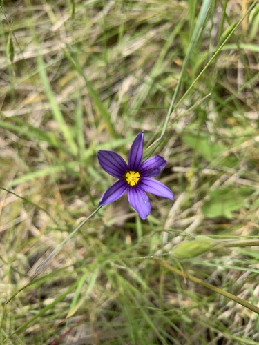 Sisyrinchium littorale, photograph 6