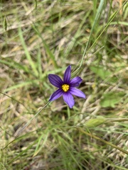Sisyrinchium littorale, photograph (c) Mark Worthing, some rights reserved (CC BY)