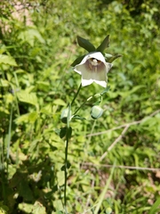 Codonopsis clematidea