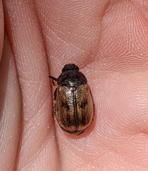 Anomala binotata