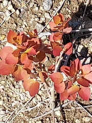 Colophospermum mopane