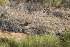 Petrophassa albipennis