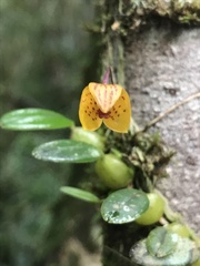 Bulbophyllum analamazoatrae image