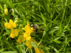 Eucera longicornis