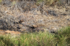 Petrophassa albipennis