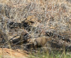 Petrophassa albipennis