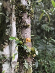 Bulbophyllum analamazoatrae image