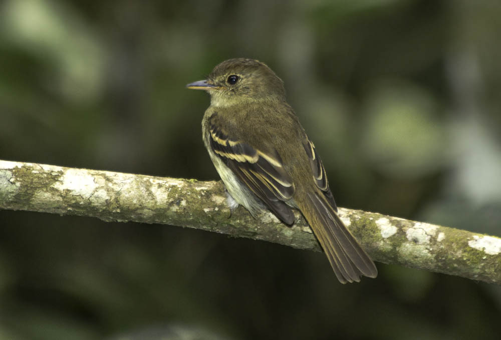 Mosquero de Euler, Lathrotriccus euleri