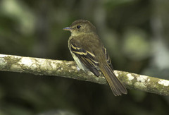 Euler's Flycatcher photo 2