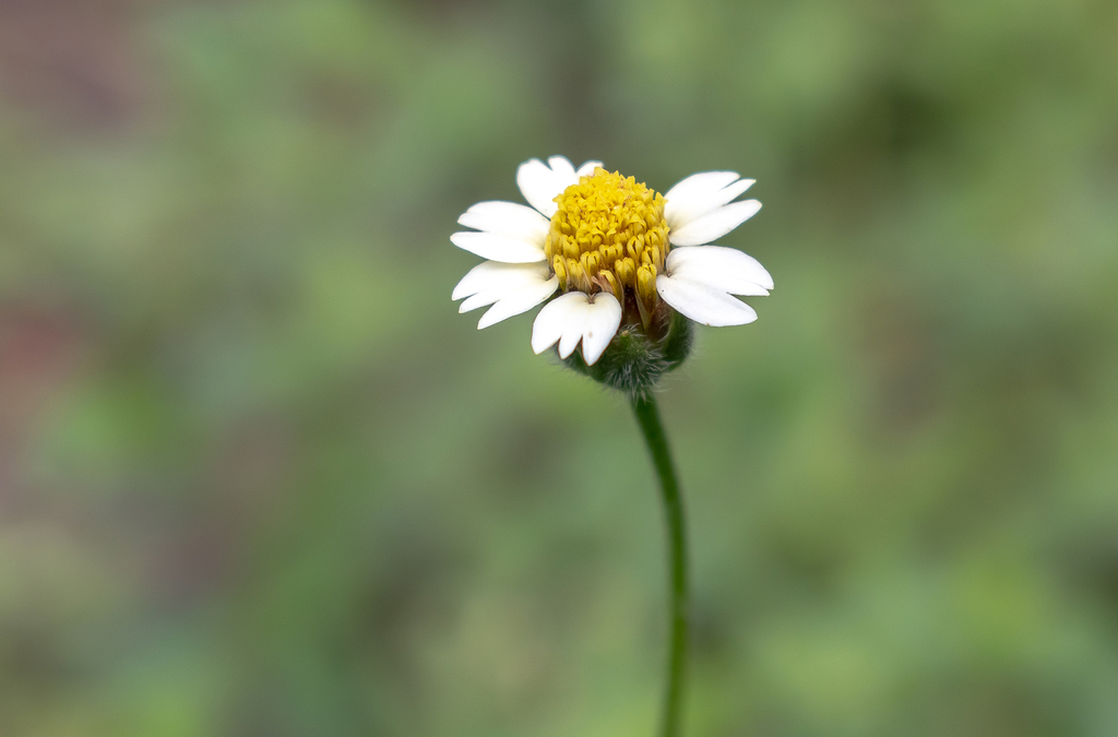 Tridax procumbens, Aeroporto, Boa Vista - RR, Brasil