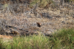 Petrophassa albipennis