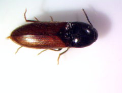 Ampedus mixtus