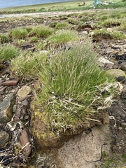 Puccinellia maritima